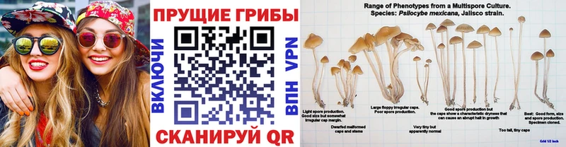 Купить где  Ногинск  Галлюциногенные грибы MAGIC MUSHROOMS 